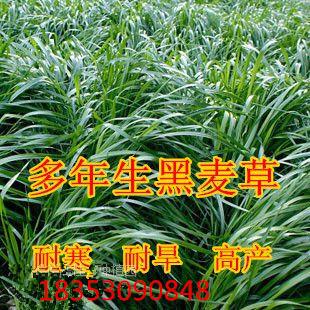 供應(yīng)黑麥草種子哪里賣的好