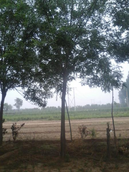 供應國槐，國槐價格，國槐廠家，國槐基地