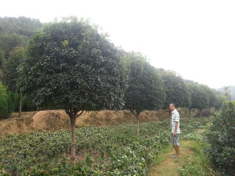 供應(yīng)八月桂批發(fā)，八月桂批發(fā)價(jià)格 湖南八月桂供應(yīng)商 湖南八月桂價(jià)格