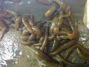 杭州哪里有水蛭青年苗供應(yīng)圖片