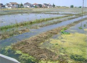供應(yīng)水蛭青年苗，浙江水蛭青年苗批發(fā)價格，杭州水蛭青年苗*價格