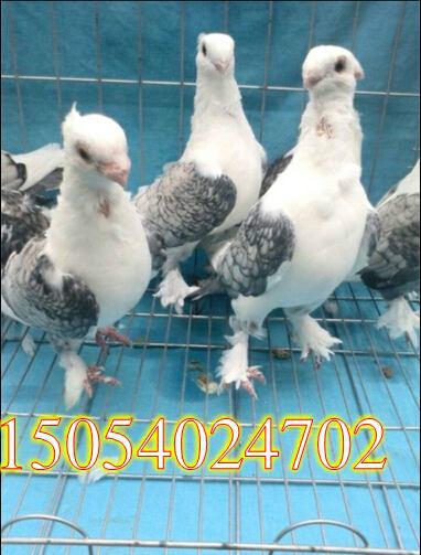 低價(jià)出售元寶鴿毛領(lǐng)鴿鳳尾鴿兩頭烏圖片