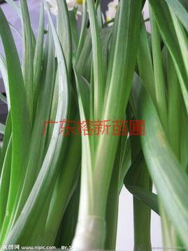 供應(yīng)水仙花哪里有賣-水仙花怎么賣-水仙花多少錢一盆