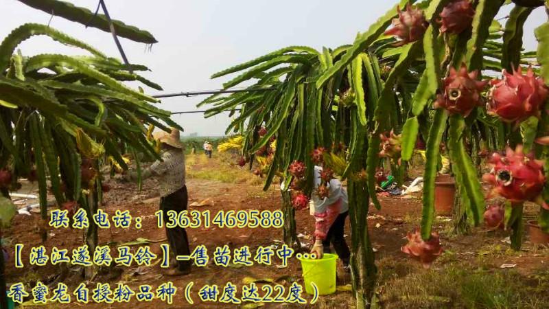 供應(yīng)廣西火龍果苗，廣西火龍果果苗供應(yīng)商-廣西北海火龍果苗批發(fā)