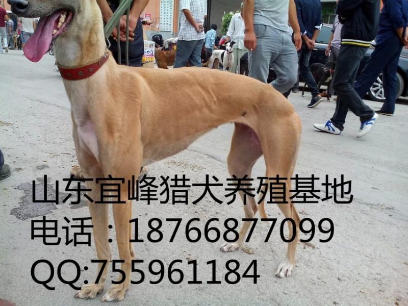 供应格力犬灵缇犬惠比特犬都是同一种吗图片