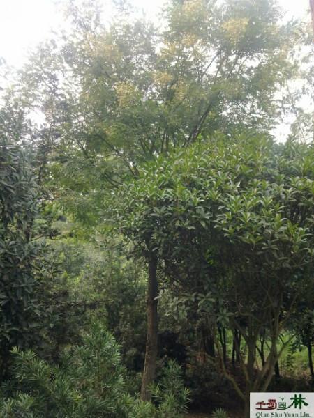 供應(yīng)國槐*國槐，國槐價(jià)格，國槐產(chǎn)地