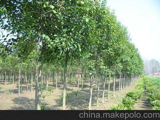 供應(yīng)大葉女貞品種多樣價(jià)格低