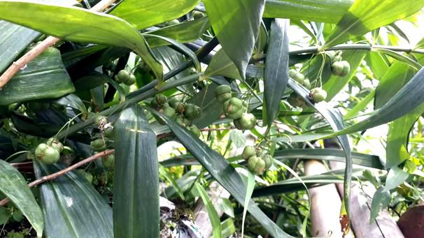 供應(yīng)成都黃精種子批發(fā)價格_成都黃精種子供貨商_成都黃精種子直銷價格