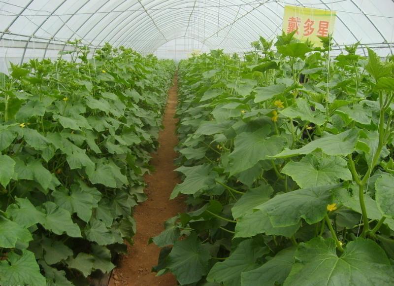 供應農(nóng)業(yè)蔬菜溫室大棚，農(nóng)業(yè)蔬菜溫室大棚主骨架，芳誠品牌