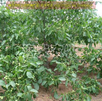 薄殼核桃苗，優(yōu)質(zhì)薄殼核桃苗，廣安核桃苗新品種，遂寧核桃苗供應(yīng)