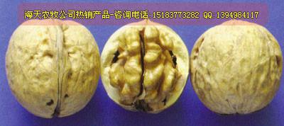 嫁接核桃苗，良種，早實(shí)，高產(chǎn)選薄皮簡(jiǎn)陽(yáng)市海天農(nóng)牧開(kāi)發(fā)有限公司