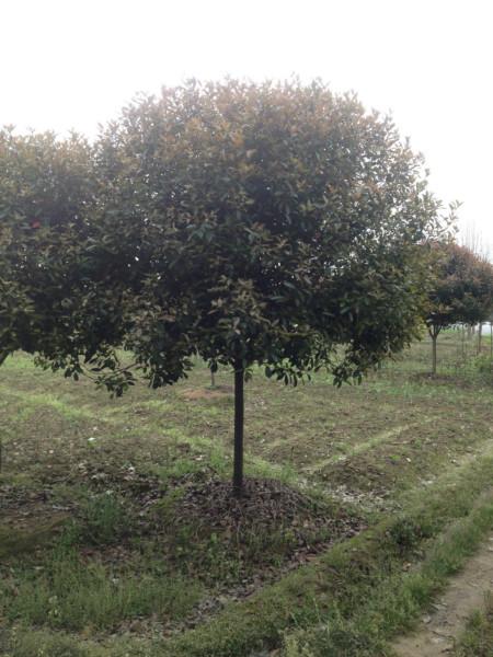 供應(yīng)貴州紅葉石楠,紅葉石楠球,高桿紅葉石楠