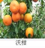 沃柑苗批發(fā)圖片