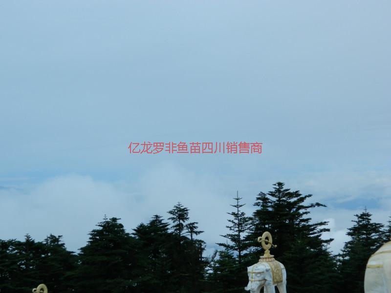 鯽魚鯽魚苗四川圖片