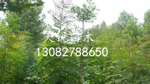 供應(yīng)北欒小苗-北欒小苗報價-天銳苗木北欒小苗基地 北欒小苗 北欒種植基地 北欒價格