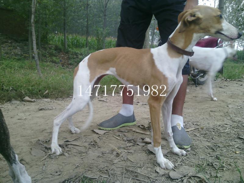 供應(yīng)山東格力犬獵兔犬