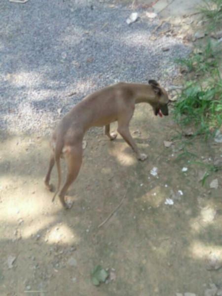 供應(yīng)出售大小格力犬靈緹獵兔犬