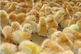 供應(yīng)土雞苗價(jià)格