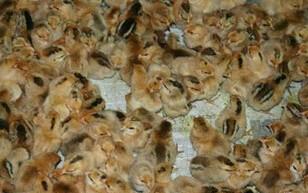 供應(yīng)土雞苗