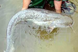 供應(yīng)江門市雜交大口鯰魚苗價格、蓬江區(qū)大口鯰魚苗供應(yīng)商