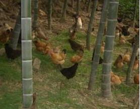 供應(yīng)優(yōu)質(zhì)青腳土雞苗