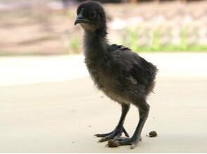 供應(yīng)大量黑腳雞苗