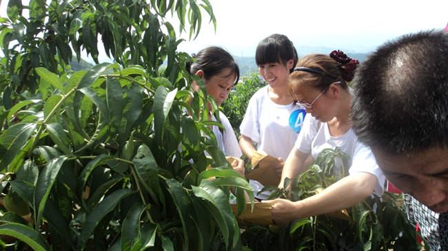 供應(yīng)湖南省株洲市高山黃桃