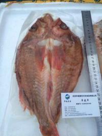 供應(yīng)墨西哥紅石斑魚