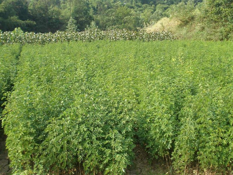 供應(yīng)嵊州新昌黃槐小苗現(xiàn)貨供應(yīng)，黃槐小苗價格