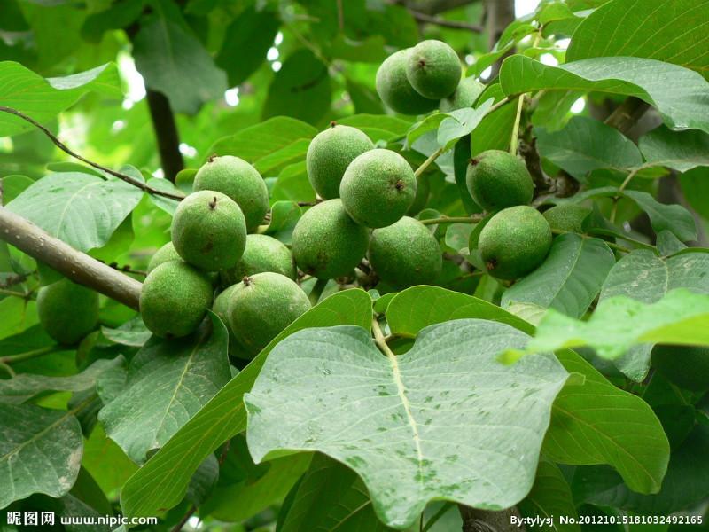 供應核桃--昌黎葡萄溝山水人家農(nóng)家院
