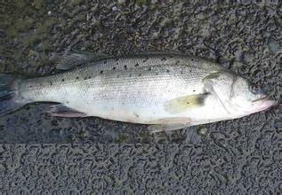 供應中山加洲鱸魚魚苗價格、江門加洲鱸魚魚苗供應商、加洲鱸魚魚苗廠家