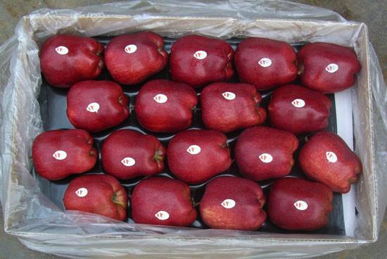 供應(yīng)全國各地蘋果