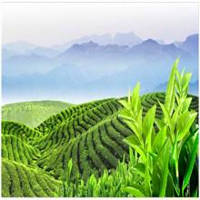 供應(yīng)蘇州東山碧螺春茶葉茶莊_蘇州東山碧螺春茶葉茶廠_蘇州東山碧螺春報價