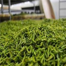 碧螺春圖片/碧螺春樣板圖 (2)