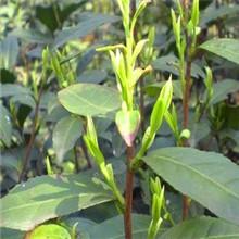 供應(yīng)蘇州碧螺春新茶上市_蘇州碧螺春市場(chǎng)優(yōu)質(zhì)供貨商_蘇州碧螺春哪家*