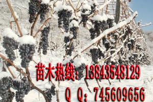 北冰紅葡萄苗 集安生財有道冰紅葡