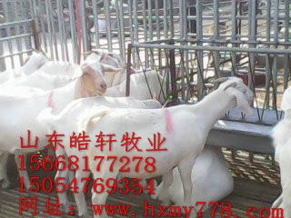 供應臨沂市杜泊羊羊市場價多少錢