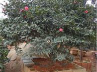 供應(yīng)茶梅球價格，金華茶梅球，金華茶梅球批發(fā)，茶梅價格，金華茶梅