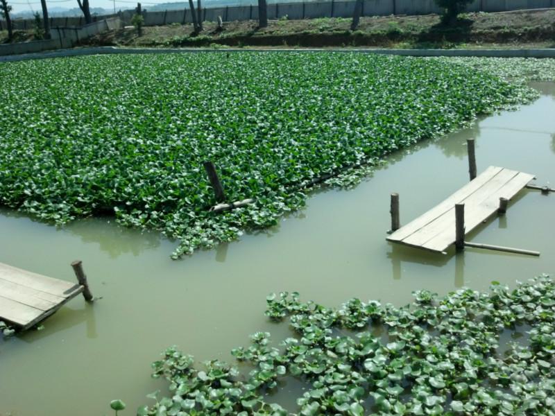 甲魚養(yǎng)殖基地圖片/甲魚養(yǎng)殖基地樣板圖 (4)