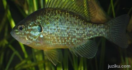 供應(yīng)清遠(yuǎn)太陽魚苗出售