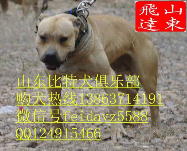 供应鄂尔多斯斗狗，鄂尔多斯哪里有卖比特犬的