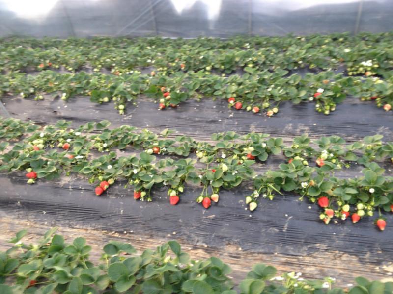 供應滄州草莓代收