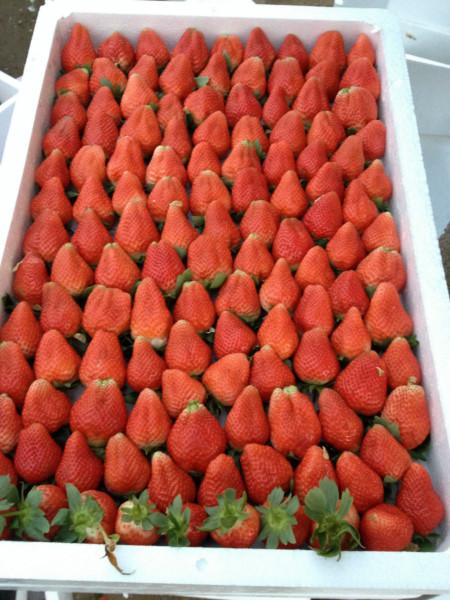供應(yīng)江蘇*鮮的草莓草莓代收*
