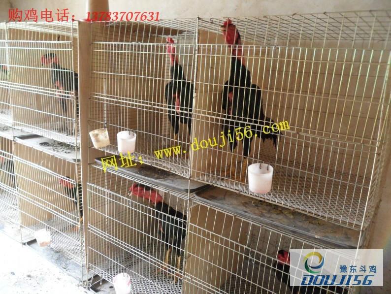 斗雞養(yǎng)殖網(wǎng)圖片
