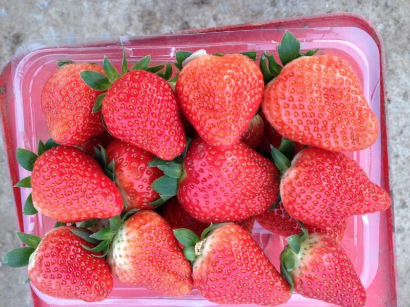 山東法蘭地草莓價格圖片