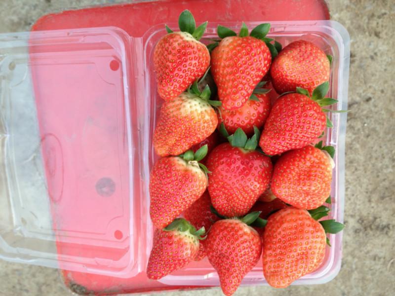 江蘇甜查理草莓圖片