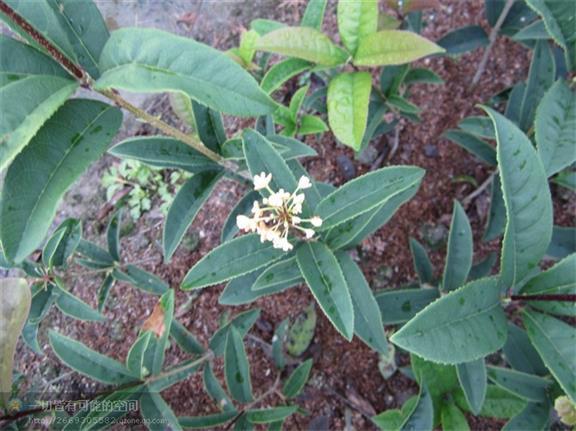 供应漳平桂花最新产地价格