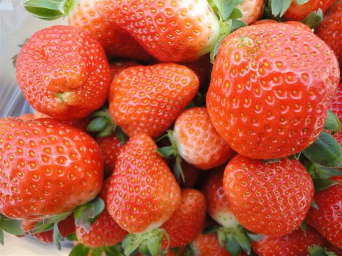 供應(yīng)奶油草莓代收*