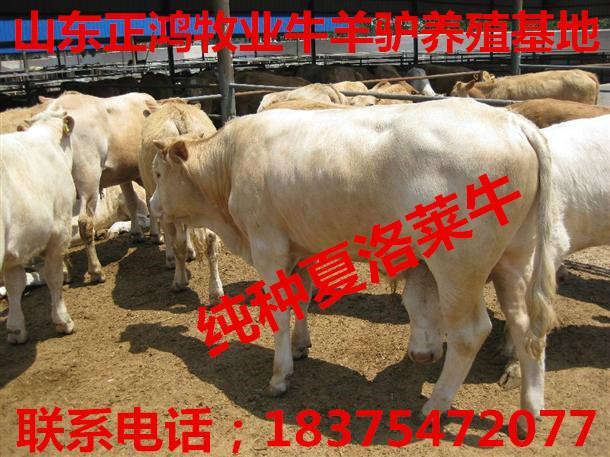 供應(yīng)育肥小西門塔爾牛犢價(jià)格多少錢一頭