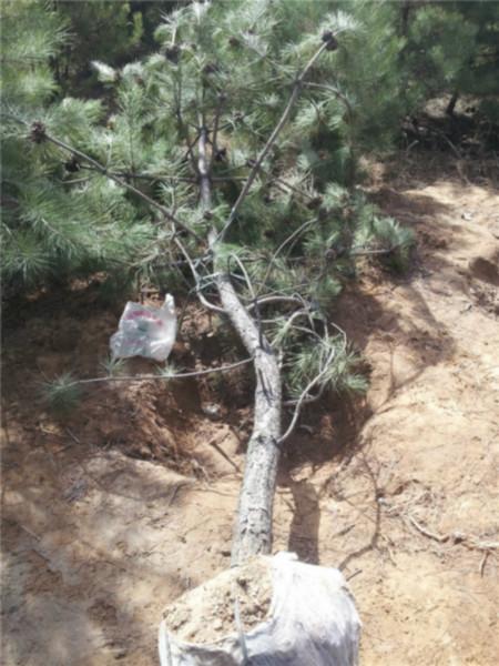 陜西榆林出售云杉樟子松云杉旱柳圖片